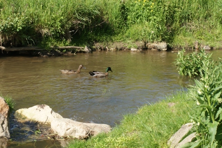 à hauteur du camping