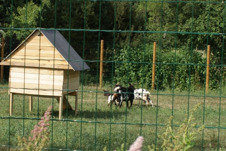 Parc à biquettes 1